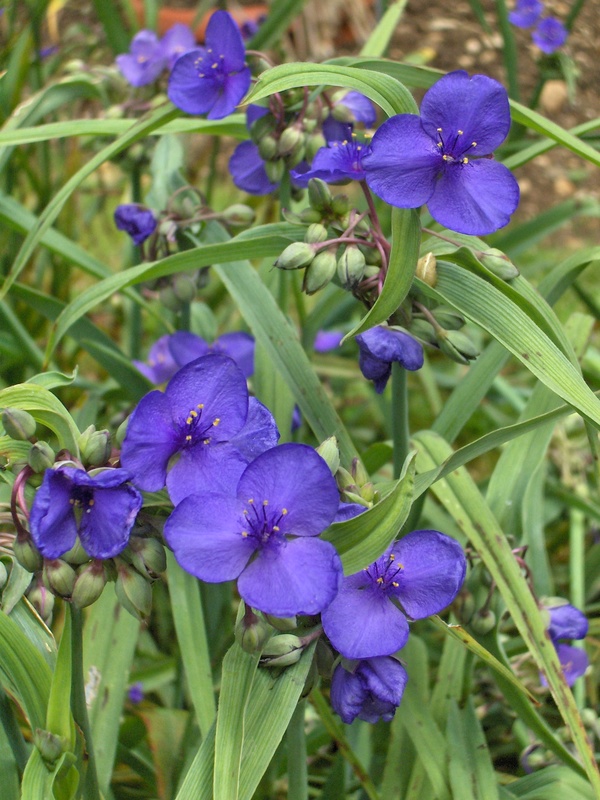 Tradescantia