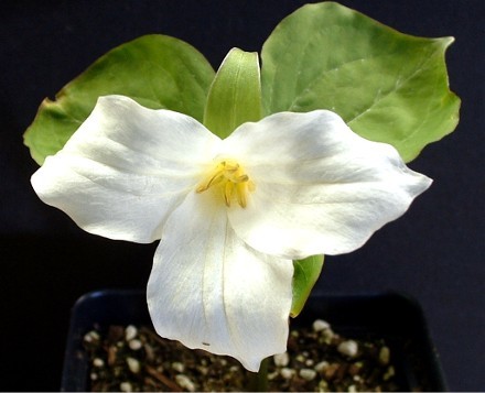 Trillium pendulum