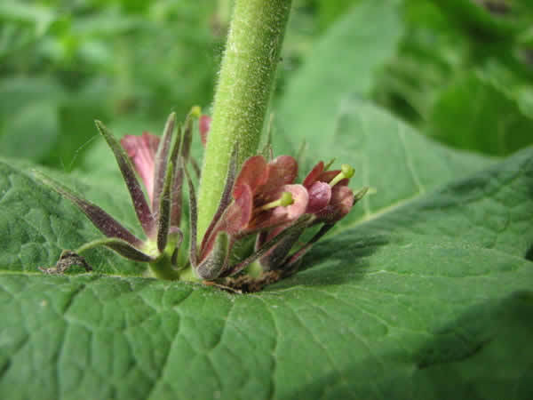 Triosteum perfoliatum