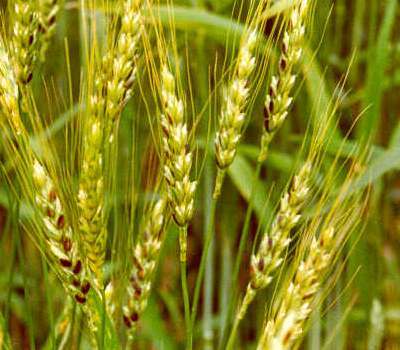 Triticum repens-agropyron repens