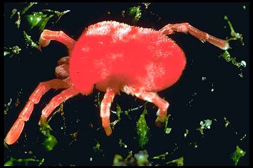 Trombidium muscae domesticae