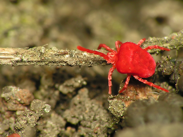 Trombidium
