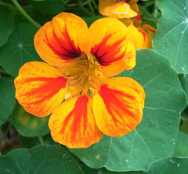Tropaeolum
