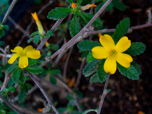 Turnera aphrodisiaca