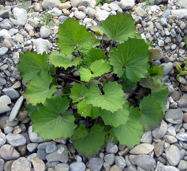 Tussilago farfara