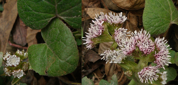 Tussilago fragrans