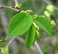 Ulmus fulva