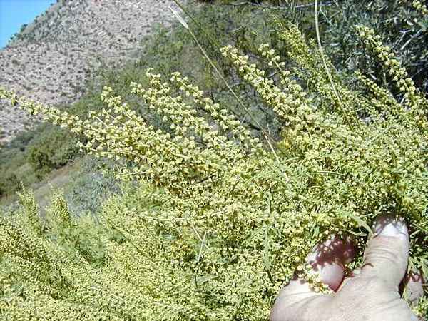 Upas tieut