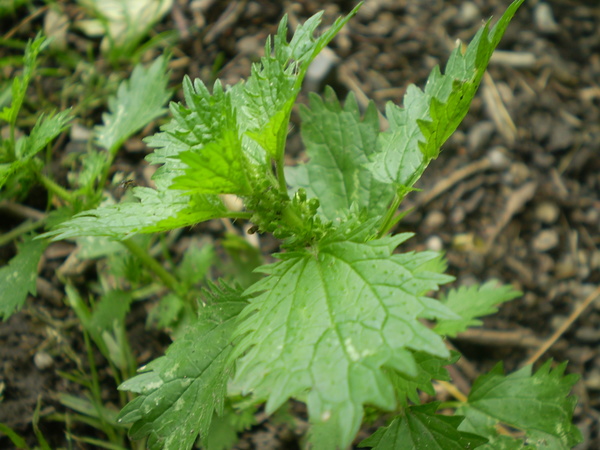 Urtica urens