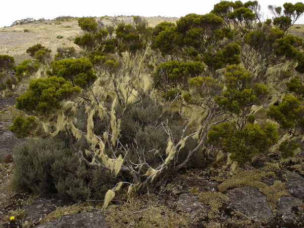 Usnea barbata