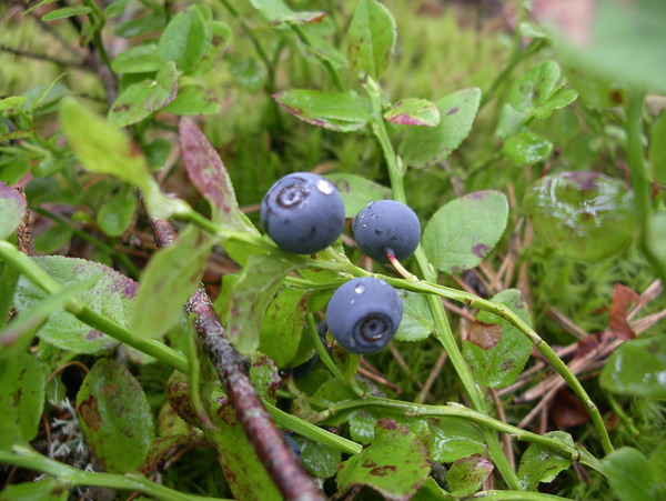 Vaccinium myrtillus