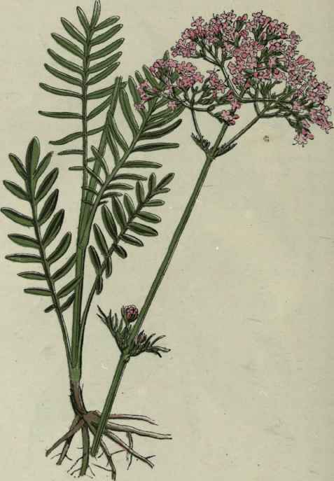 Valeriana officinalis