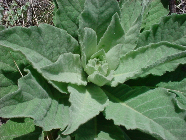 Verbascum thapsus