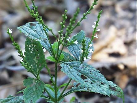 Verbena urticaefolia