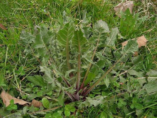 Vesicaria
