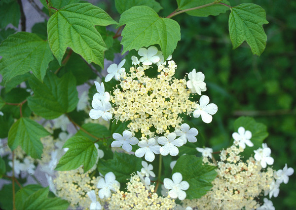 Viburnum opulus