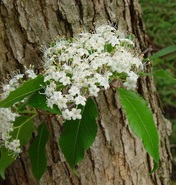 Viburnum prunifolium