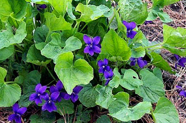 Viola odorata