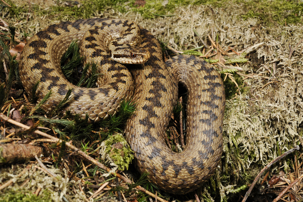 Vipera berus