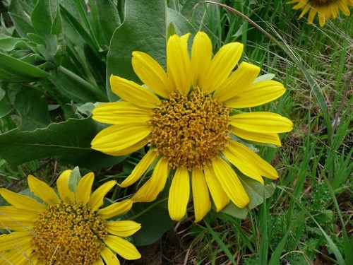 Wyethia helenoides