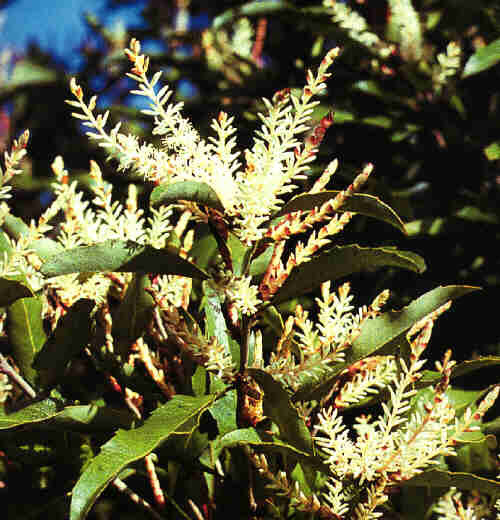 Xantoxylum fraxineum