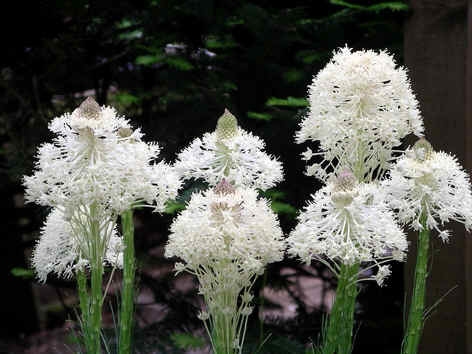 Xerophyllum